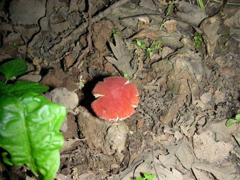 3) FOtografati il 16.06.2012. sotto Quercia